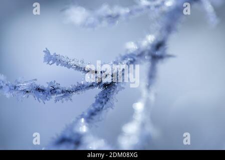 Ice crystals on the branches Stock Photo
