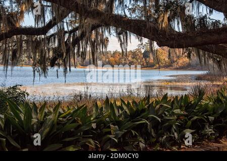 Scenic View of Lake Overstreet,  a lake in The Alfred B. Maclay State Gardens is a 1,176-acre Florida State Park, botanical garden and historic site. Stock Photo