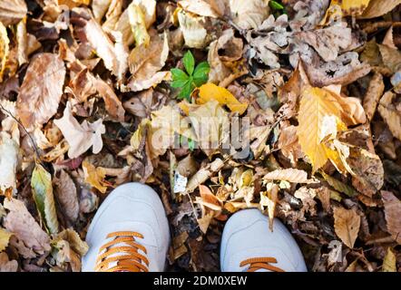 Gray sport shoes sneakers on the background of dry yellow leaves on the sidewalk in autumn fall on a sunny day Stock Photo