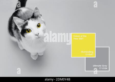 Cute little kitten sits on Illuminating Yellow and Ultimate Gray background. Banner about pets. Creative design demonstrating colors of the year 2021 Stock Photo