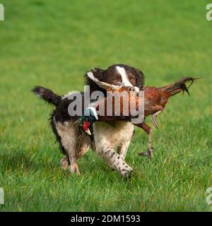 English sringer spaniel retrieving a shot pheasant on a shoot Stock Photo