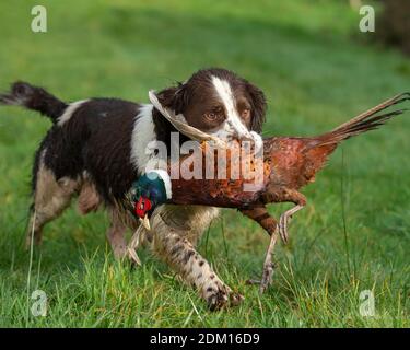 English sringer spaniel retrieving a shot pheasant on a shoot Stock Photo