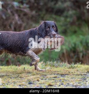 english springer spaniel retrieving shot woodcock Stock Photo