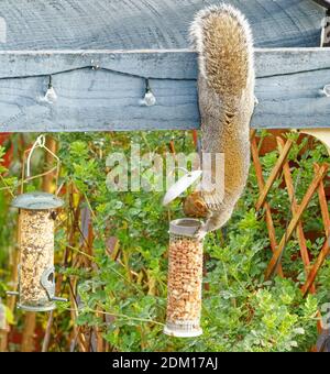 Athletic grey squirrel dangling from tail stealing nuts from bird-feeder Stock Photo