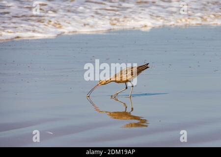 American Long Billed Curlew, Numenius americanus, Santa Monica beach, California, United States of America. USA. October 2019 Stock Photo