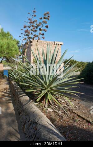agave, in bloom vertical landscape view, large flowering, with blue sky background, medieval tower, and sun glare, succulent plant, in mallorca, balea Stock Photo