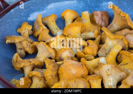 Echter Pfifferling, Pfifferling, Pfifferlinge, Eierschwamm, Eierschwämmchen, Pilzernte, Pilzpfanne, Pilzgericht, Cantharellus cibarius, Chanterelle, g Stock Photo