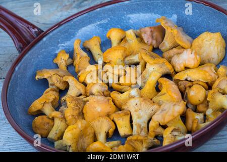 Echter Pfifferling, Pfifferling, Pfifferlinge, Eierschwamm, Eierschwämmchen, Pilzernte, Pilzpfanne, Pilzgericht, Cantharellus cibarius, Chanterelle, g Stock Photo