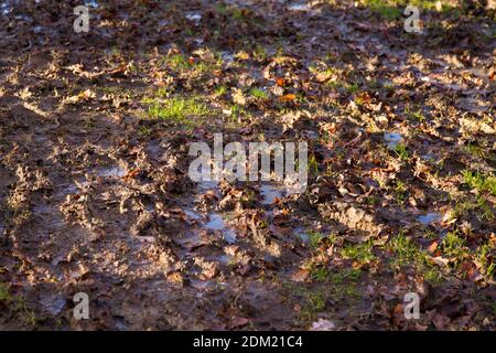 Muddy footprints on a wet muddy forest floor, UK forest floor, Autumn, December 2020 Stock Photo