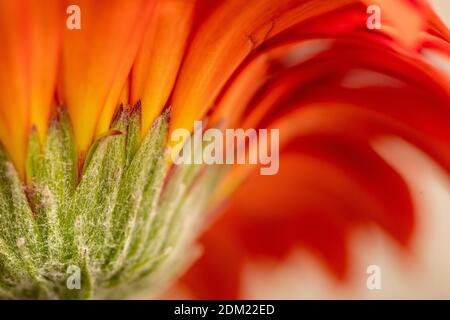 macro, close up of a Gerbera Asteraceae Daisy flower Stock Photo