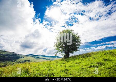 Lonely tree growing on the green hillside Stock Photo
