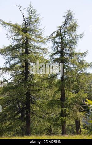 European Larch (larix Decidua) -Fotos Und -Bildmaterial In Hoher - Foto 13