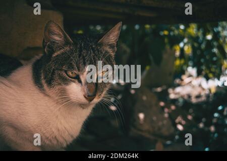 stray cat hiding in a corner of the city on a summer day Stock Photo