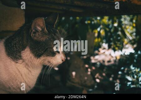 stray cat hiding in a corner of the city on a summer day Stock Photo