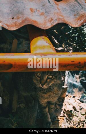 stray cat hiding in a corner of the city on a summer day Stock Photo