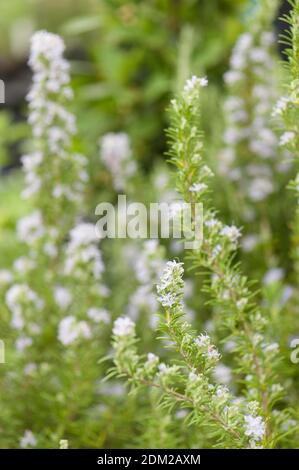 Rosmarinus officinalis 'Miss Jessopp's Upright', Rosemary, in flower Stock Photo