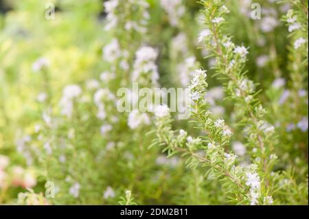 Rosmarinus officinalis 'Miss Jessopp's Upright', Rosemary, in flower Stock Photo