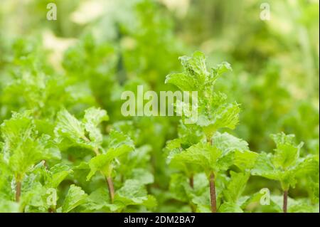 Curled Mint or Spearmint, Mentha spicata 'crispa' Stock Photo