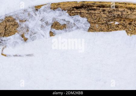white handmade paper texture background with dried corn leaf Stock Photo