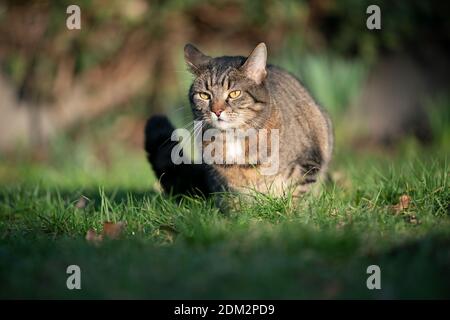 tabby cat resting on grass outdoors in direct sunlight Stock Photo