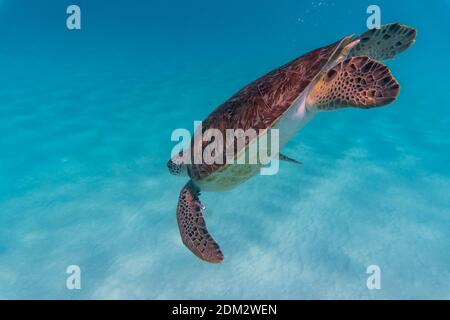 An amazing shot of a sea turtle swimming in the crystally clear water ...