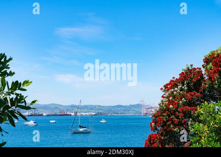 View between pohutukawa in bright red bloom on base of Mount Maunganui across Pilot Bay to wharves on summer day. Stock Photo