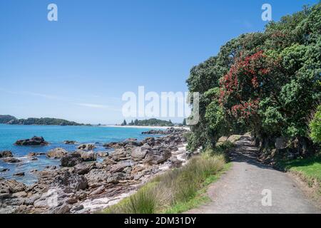 View to horizon past in bloom pohutukawa trees on base of Mount Maunganui. Stock Photo