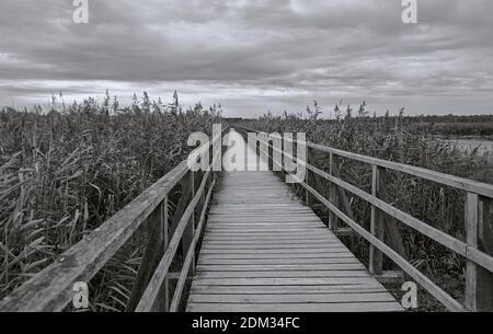 Long wooden boardwalk leads through reeds into distance at Federseesteg in Bad Buchau, Germany Stock Photo