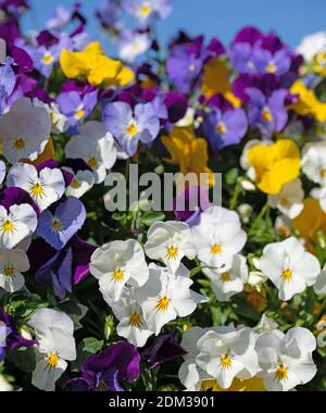 Flowering violets, viola cornuta, in spring Stock Photo