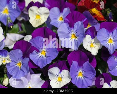 Flowering violets, viola cornuta, in spring Stock Photo