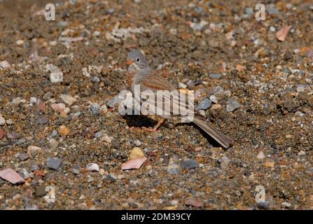 Grey-necked Bunting (Emberiza buchanani) male on dry river bed  Armenia          May Stock Photo