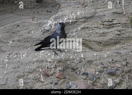 Eurasian Jackdaw (Corvus monedula soemmerringii) adult on breeding cliff  Lake Sevan, Armenia                May Stock Photo
