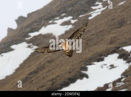 Lammergeier (Gypaetus barbatus) adult flying over mountain side  Georgia             May Stock Photo