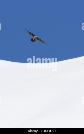 Lammergeier (Gypaetus barbatus) adult flying over snowfield  Georgia             May Stock Photo