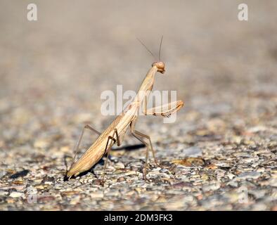 Praying mantis on asphalt road. Zorita de los Canes. Stock Photo