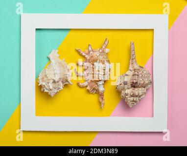 Different seashells  in a white rectangular frame on a colored pastel background. Minimalist trend, top view Stock Photo