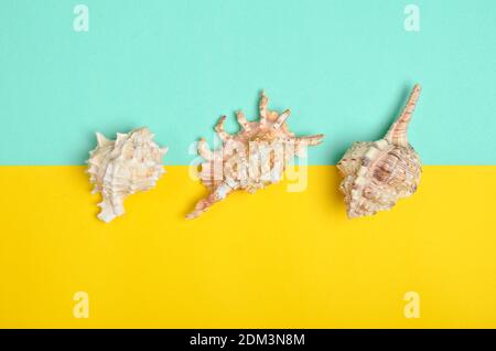 Variations of shells on a blue pastel yellow background. Top view. Summer Beach Concept Stock Photo