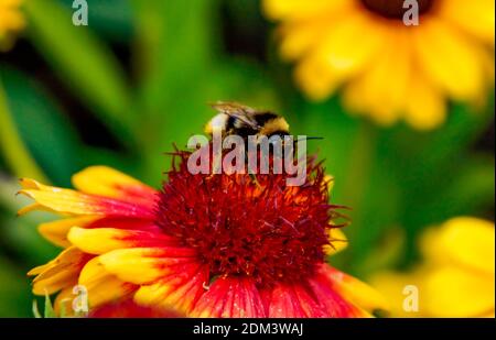 honey bee drunk on pollen from a sunflower 4 Stock Photo - Alamy