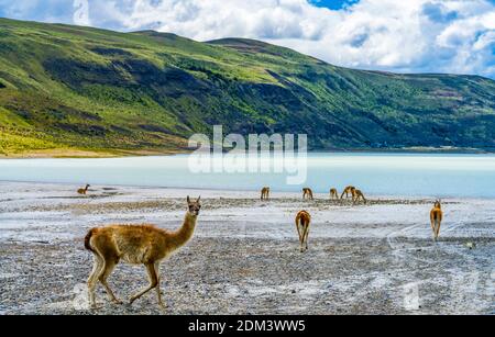 Guanacos Wild Lamas Eating Salt Atacama Salar Salt Flats Torres del Paine National Park Patagonia Chile Stock Photo