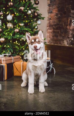 Dog wolf breed husky white-brown color sits near christmas tree ...