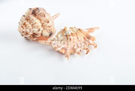 Two seashells on a white background. Stock Photo