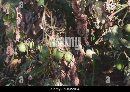 Tomato fruits damaged by bacterial disease. Moisture cracked tomatoes. Tomatoes dried up from pests. Stock Photo