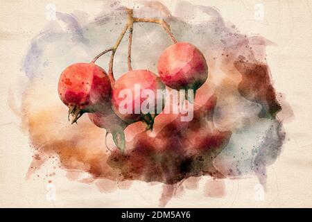 Watercolor painting of red berries on a hawthorn tree. Computer generated image. Stock Photo