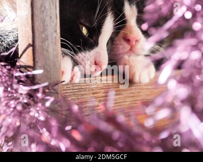 Close-up of two kittens with their faces snuggled together, chins resting on paws on topc of a chair slat. Framed by holiday tinsel. Stock Photo