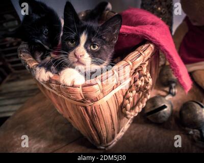 Two kittens take a break from playing with Christmas decor by laying down in a basket together. Stock Photo