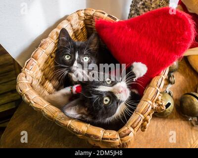 Two kittens take a break from playing with Christmas decor by laying down in a basket together. Stock Photo