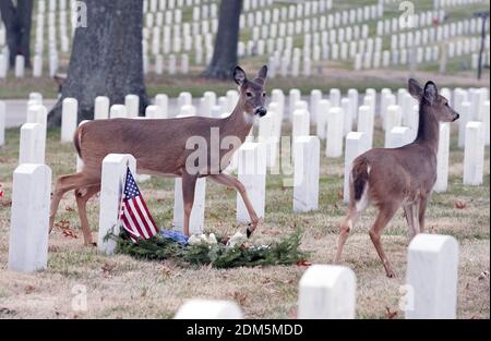 St. Louis, United States. 16th Dec, 2020. Deer wander past wreaths placed on a grave on National Wreaths Across America Day at Jefferson Barracks National Cemetery in St. Louis on Wednesday, December 16, 2020. Each December on National Wreaths Across America Day, volunteers remember and honor veterans at wreath-laying ceremonies at Arlington National Cemetery, as well as at more than 2,100 additional locations in all 50 U.S. states. Photo by Bill Greenblatt/UPI Credit: UPI/Alamy Live News Stock Photo