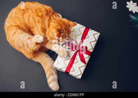 Cat plays with Christmas and New year gift box wrapped in paper and decorated with red ribbon bow on black background. Presents for pets Stock Photo