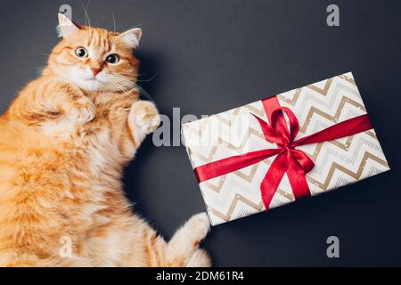 Ginger cat plays with Christmas and New year gift box wrapped in paper and decorated with red ribbon bow on black background. Presents for pets Stock Photo