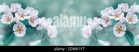 Unfocused widescreen spring background with fruit tree flowers. art design, banner Stock Photo